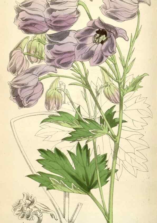Reproducción/Reproduction 35009324430: Curtis's botanical magazine.. London ; New York [etc.] :Academic Press [etc.]