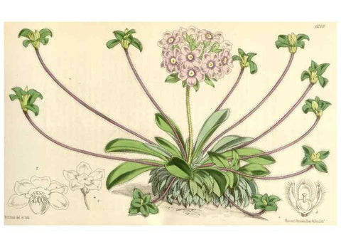 Reproducción/Reproduction 35396226985: Curtis's botanical magazine.. London ; New York [etc.] :Academic Press [etc.]