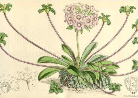 Reproducción/Reproduction 35396226985: Curtis's botanical magazine.. London ; New York [etc.] :Academic Press [etc.]