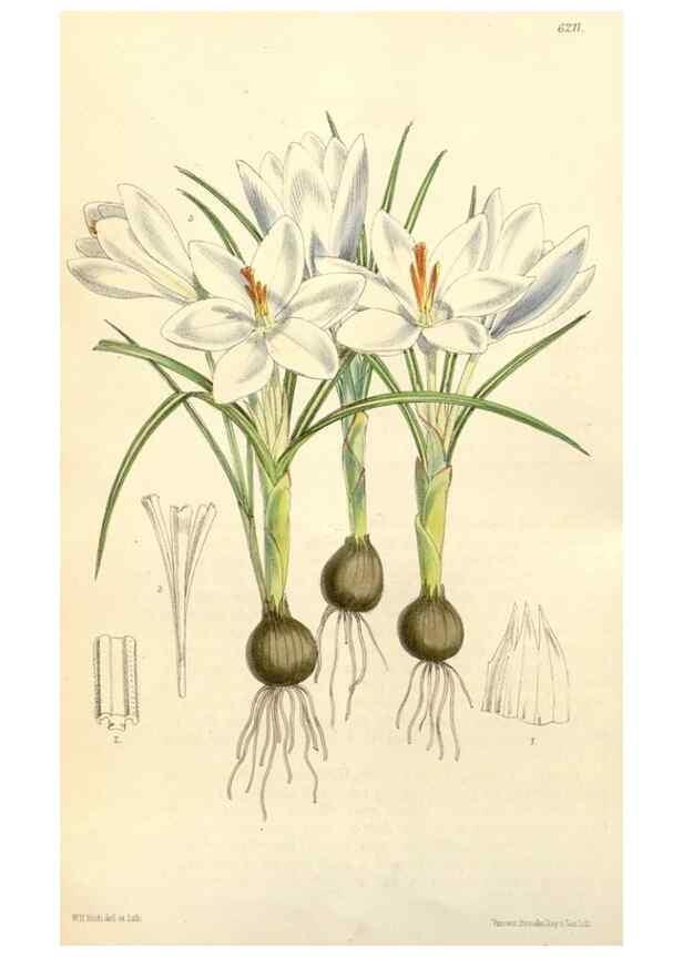 Reproducción/Reproduction 35396228755: Curtis's botanical magazine.. London ; New York [etc.] :Academic Press [etc.]