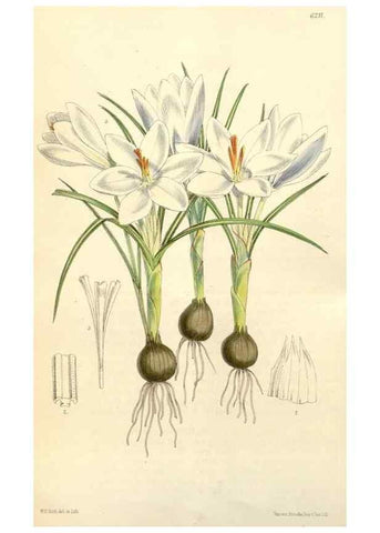 Reproducción/Reproduction 35396228755: Curtis's botanical magazine.. London ; New York [etc.] :Academic Press [etc.]