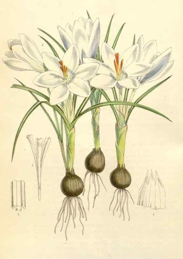 Reproducción/Reproduction 35396228755: Curtis's botanical magazine.. London ; New York [etc.] :Academic Press [etc.]