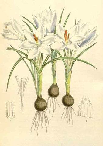 Reproducción/Reproduction 35396228755: Curtis's botanical magazine.. London ; New York [etc.] :Academic Press [etc.]