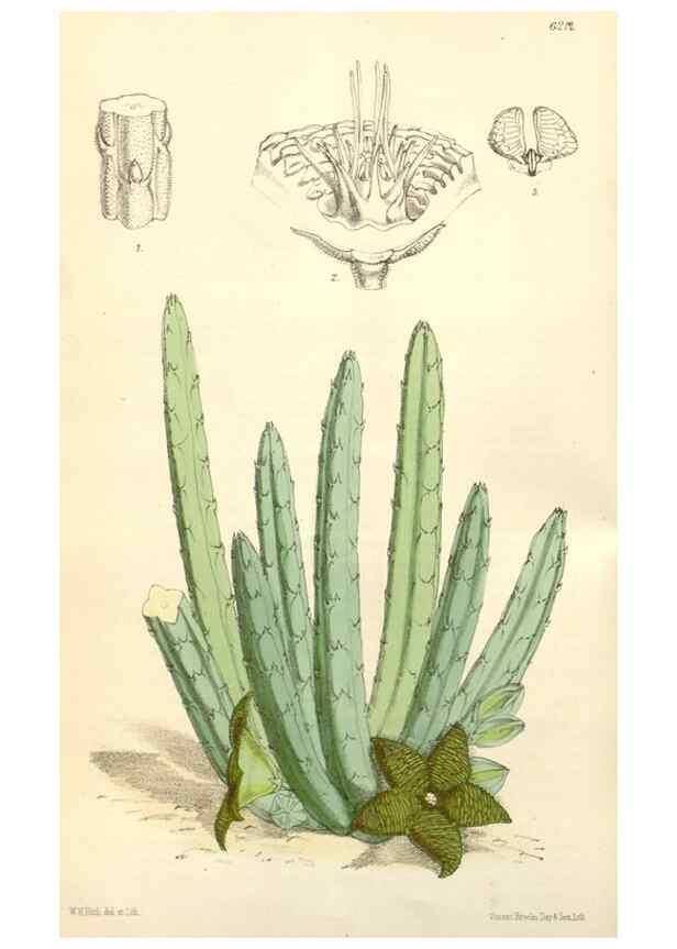 Reproducción/Reproduction 35229929072: Curtis's botanical magazine.. London ; New York [etc.] :Academic Press [etc.]
