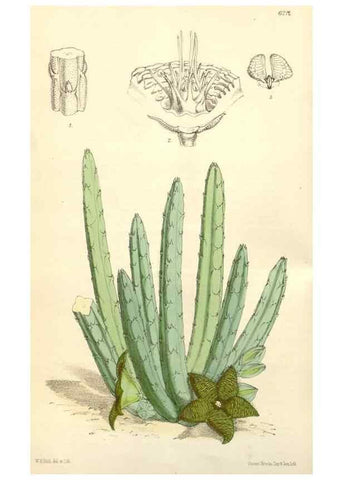 Reproducción/Reproduction 35229929072: Curtis's botanical magazine.. London ; New York [etc.] :Academic Press [etc.]
