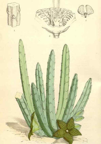 Reproducción/Reproduction 35229929072: Curtis's botanical magazine.. London ; New York [etc.] :Academic Press [etc.]