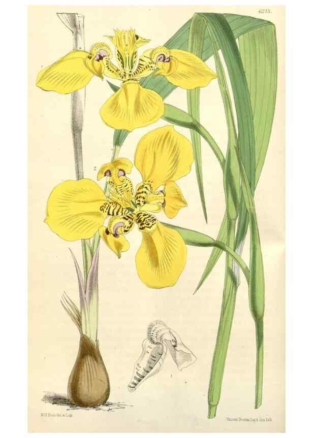 Reproducción/Reproduction 35229931962: Curtis's botanical magazine.. London ; New York [etc.] :Academic Press [etc.]