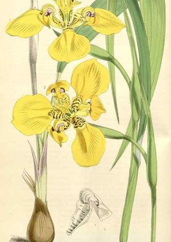 Reproducción/Reproduction 35229931962: Curtis's botanical magazine.. London ; New York [etc.] :Academic Press [etc.]