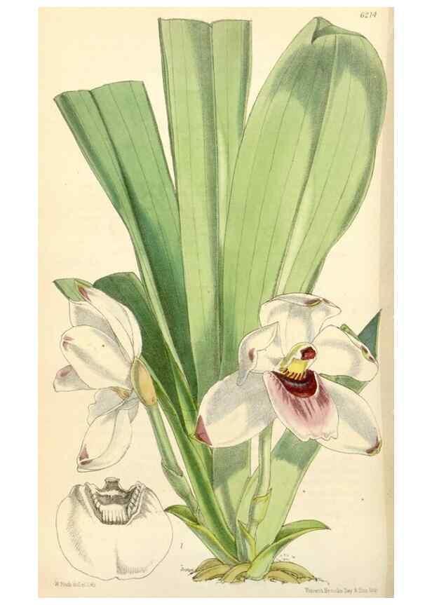 Reproducción/Reproduction 35229934532: Curtis's botanical magazine.. London ; New York [etc.] :Academic Press [etc.]