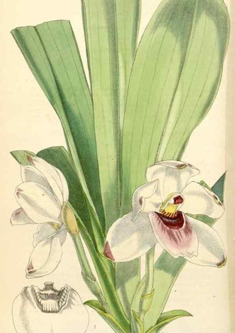 Reproducción/Reproduction 35229934532: Curtis's botanical magazine.. London ; New York [etc.] :Academic Press [etc.]