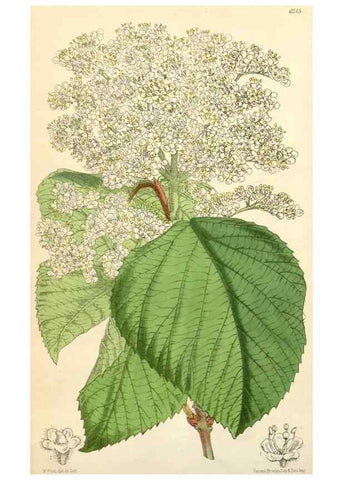 Reproducción/Reproduction 35229937072: Curtis's botanical magazine.. London ; New York [etc.] :Academic Press [etc.]