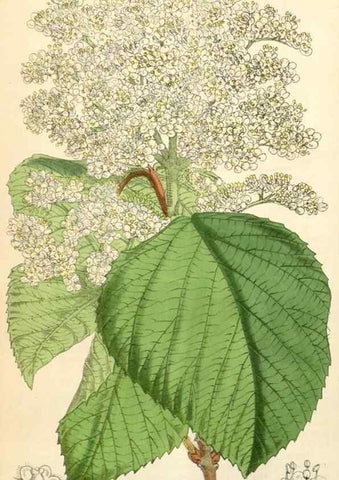 Reproducción/Reproduction 35229937072: Curtis's botanical magazine.. London ; New York [etc.] :Academic Press [etc.]