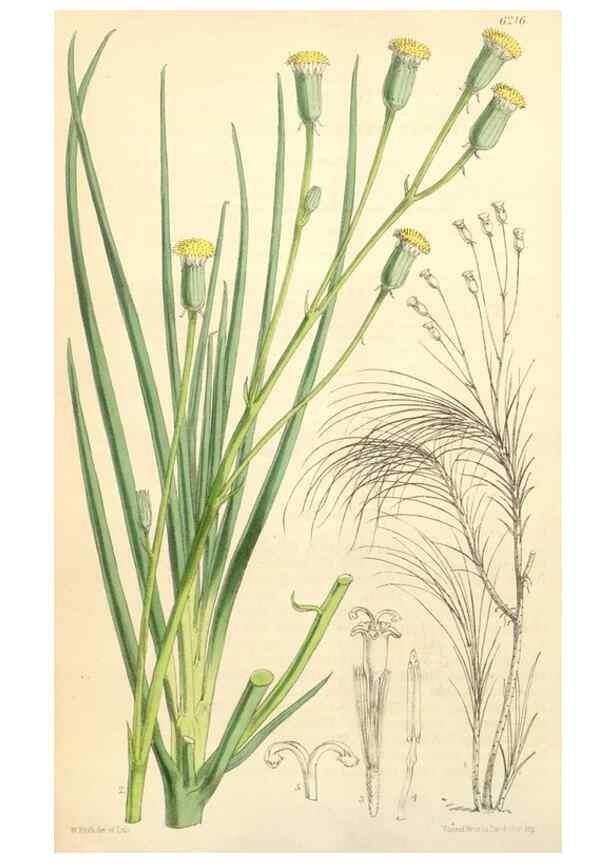 Reproducción/Reproduction 35229940142: Curtis's botanical magazine.. London ; New York [etc.] :Academic Press [etc.]