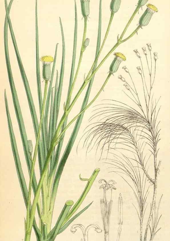 Reproducción/Reproduction 35229940142: Curtis's botanical magazine.. London ; New York [etc.] :Academic Press [etc.]