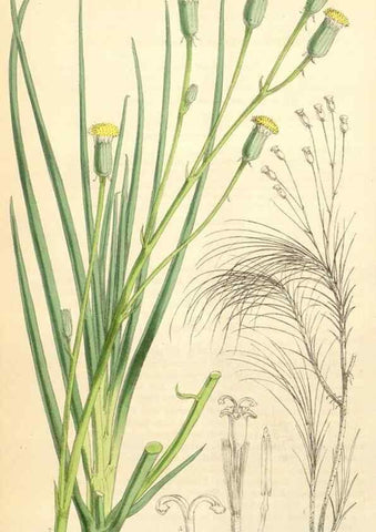 Reproducción/Reproduction 35229940142: Curtis's botanical magazine.. London ; New York [etc.] :Academic Press [etc.]