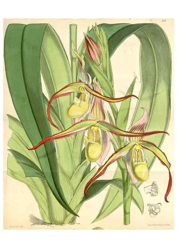 Reproducción/Reproduction 35229943082: Curtis's botanical magazine.. London ; New York [etc.] :Academic Press [etc.]
