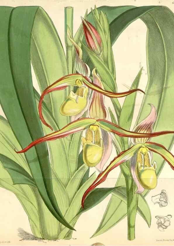 Reproducción/Reproduction 35229943082: Curtis's botanical magazine.. London ; New York [etc.] :Academic Press [etc.]