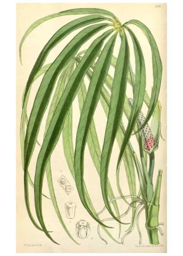 Reproducción/Reproduction 35229946002: Curtis's botanical magazine.. London ; New York [etc.] :Academic Press [etc.]