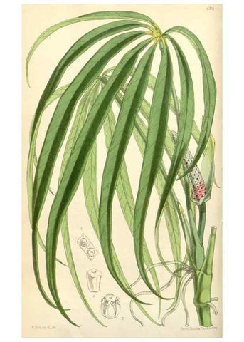 Reproducción/Reproduction 35229946002: Curtis's botanical magazine.. London ; New York [etc.] :Academic Press [etc.]