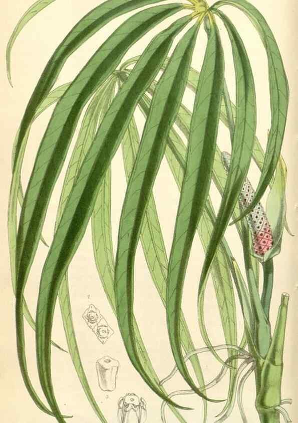 Reproducción/Reproduction 35229946002: Curtis's botanical magazine.. London ; New York [etc.] :Academic Press [etc.]