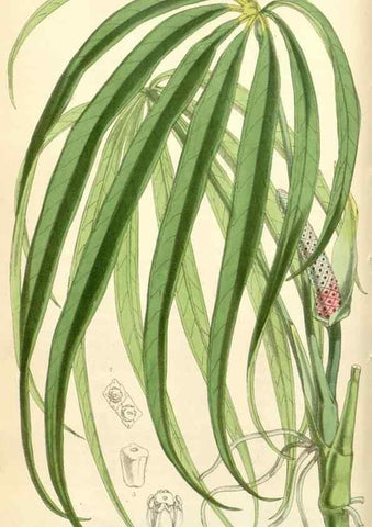 Reproducción/Reproduction 35229946002: Curtis's botanical magazine.. London ; New York [etc.] :Academic Press [etc.]