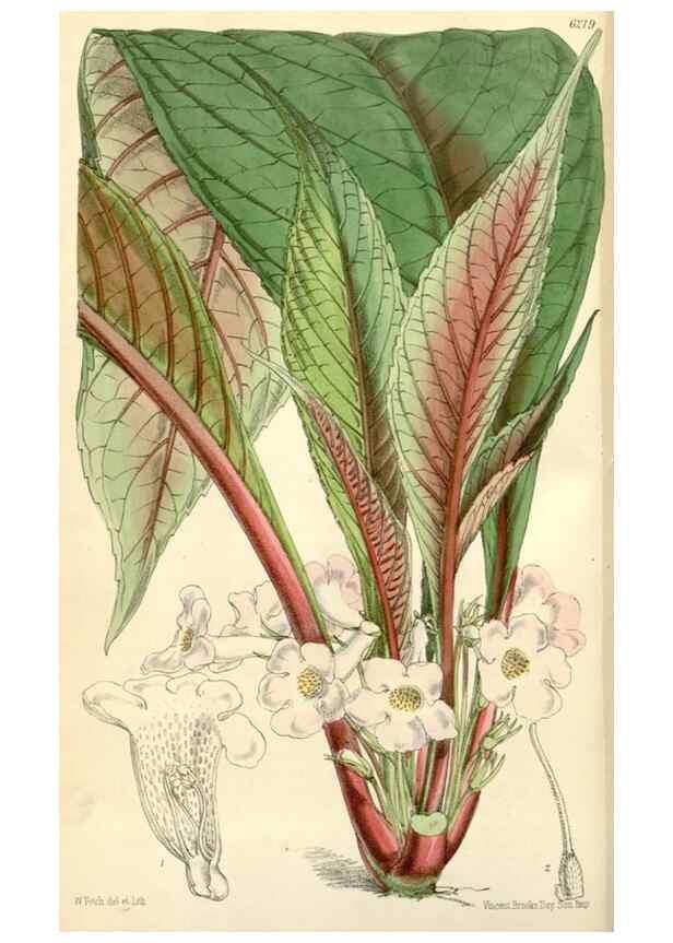 Reproducción/Reproduction 35266803951: Curtis's botanical magazine.. London ; New York [etc.] :Academic Press [etc.]