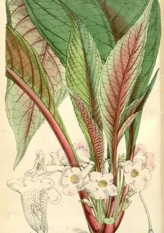 Reproducción/Reproduction 35266803951: Curtis's botanical magazine.. London ; New York [etc.] :Academic Press [etc.]
