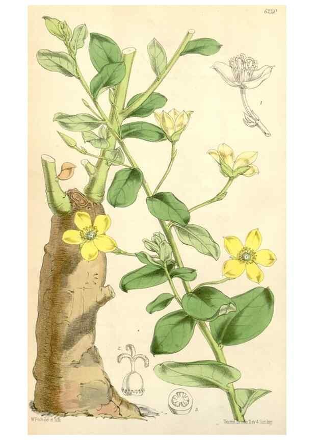Reproducción/Reproduction 35266806261: Curtis's botanical magazine.. London ; New York [etc.] :Academic Press [etc.]