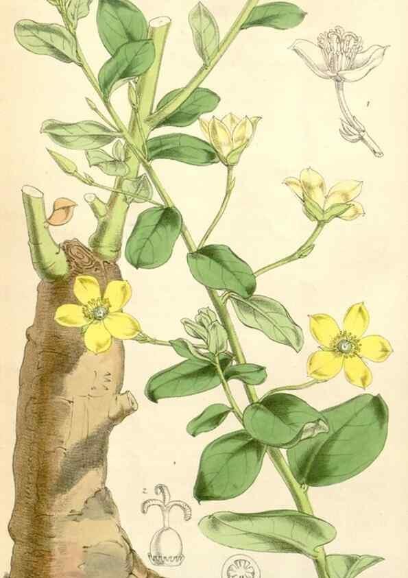 Reproducción/Reproduction 35266806261: Curtis's botanical magazine.. London ; New York [etc.] :Academic Press [etc.]
