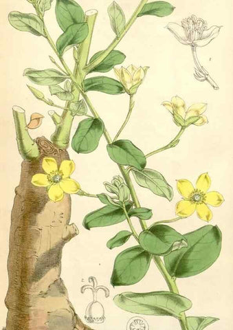 Reproducción/Reproduction 35266806261: Curtis's botanical magazine.. London ; New York [etc.] :Academic Press [etc.]