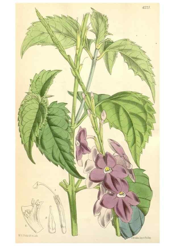 Reproducción/Reproduction 35266808451: Curtis's botanical magazine.. London ; New York [etc.] :Academic Press [etc.]