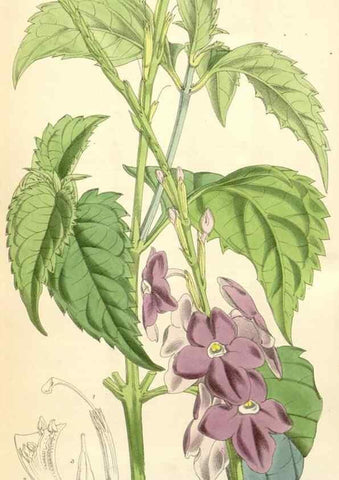 Reproducción/Reproduction 35266808451: Curtis's botanical magazine.. London ; New York [etc.] :Academic Press [etc.]