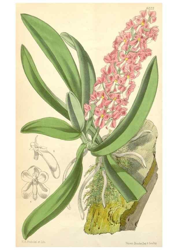 Reproducción/Reproduction 35266810731: Curtis's botanical magazine.. London ; New York [etc.] :Academic Press [etc.]