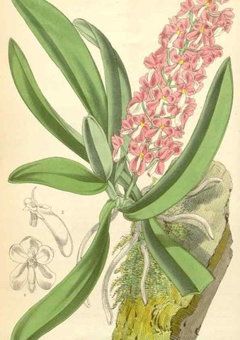 Reproducción/Reproduction 35266810731: Curtis's botanical magazine.. London ; New York [etc.] :Academic Press [etc.]