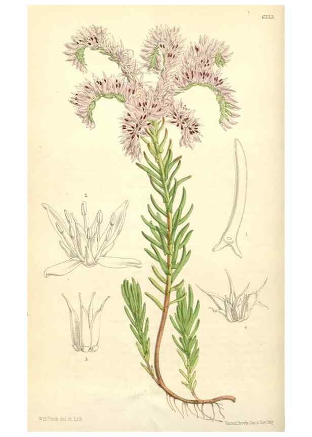 Reproducción/Reproduction 35266813141: Curtis's botanical magazine.. London ; New York [etc.] :Academic Press [etc.]