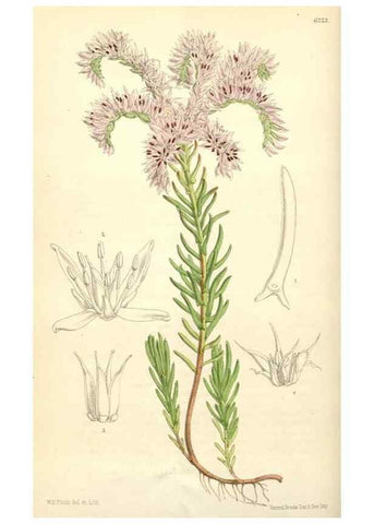 Reproducción/Reproduction 35266813141: Curtis's botanical magazine.. London ; New York [etc.] :Academic Press [etc.]