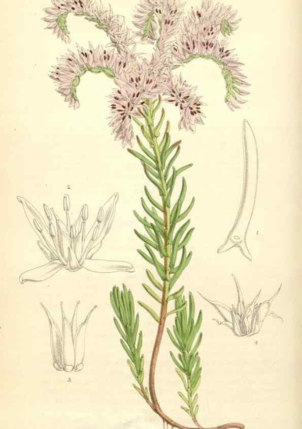 Reproducción/Reproduction 35266813141: Curtis's botanical magazine.. London ; New York [etc.] :Academic Press [etc.]