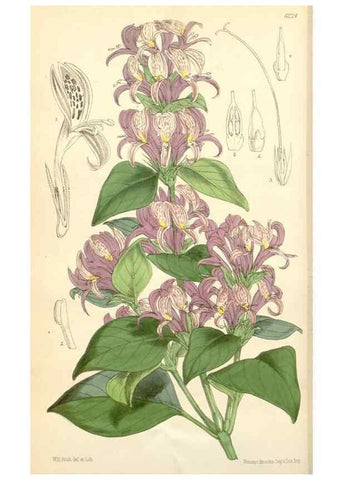 Reproducción/Reproduction 35266816191: Curtis's botanical magazine.. London ; New York [etc.] :Academic Press [etc.]