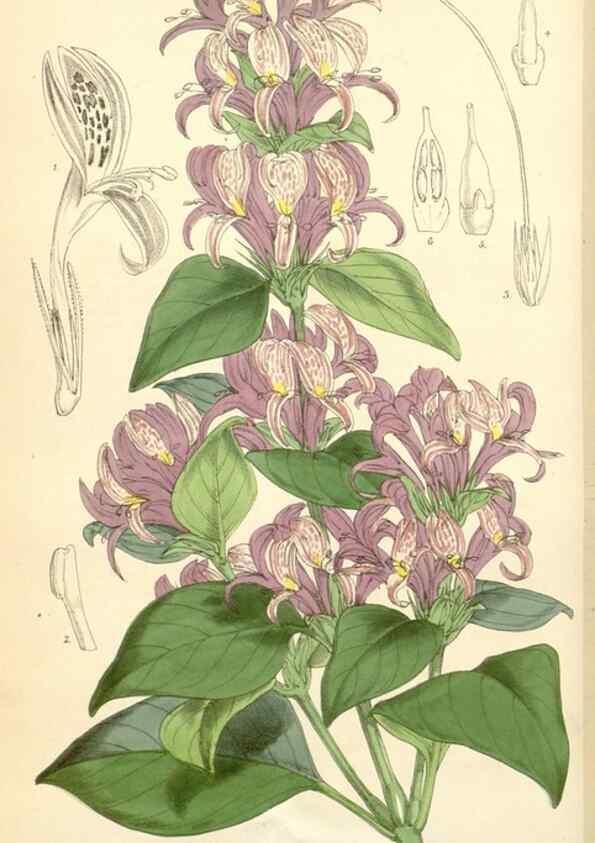 Reproducción/Reproduction 35266816191: Curtis's botanical magazine.. London ; New York [etc.] :Academic Press [etc.]