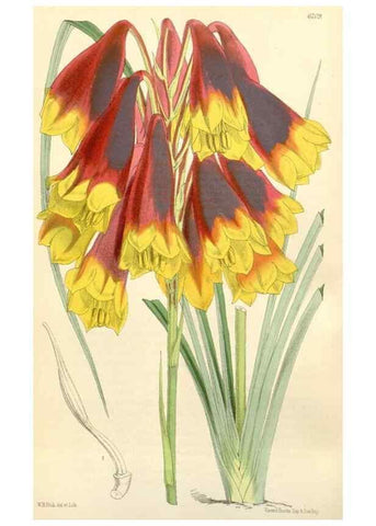 Reproducción/Reproduction 35396225845: Curtis's botanical magazine.. London ; New York [etc.] :Academic Press [etc.]