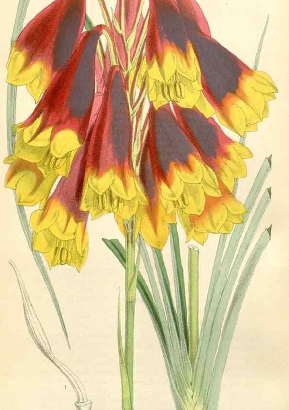 Reproducción/Reproduction 35396225845: Curtis's botanical magazine.. London ; New York [etc.] :Academic Press [etc.]