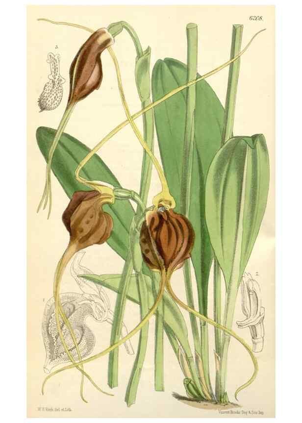Reproducción/Reproduction 35396223935: Curtis's botanical magazine.. London ; New York [etc.] :Academic Press [etc.]