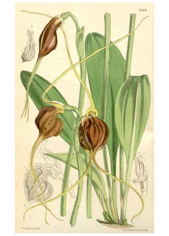 Reproducción/Reproduction 35396223935: Curtis's botanical magazine.. London ; New York [etc.] :Academic Press [etc.]