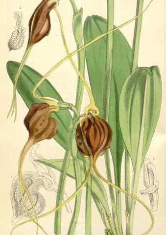 Reproducción/Reproduction 35396223935: Curtis's botanical magazine.. London ; New York [etc.] :Academic Press [etc.]