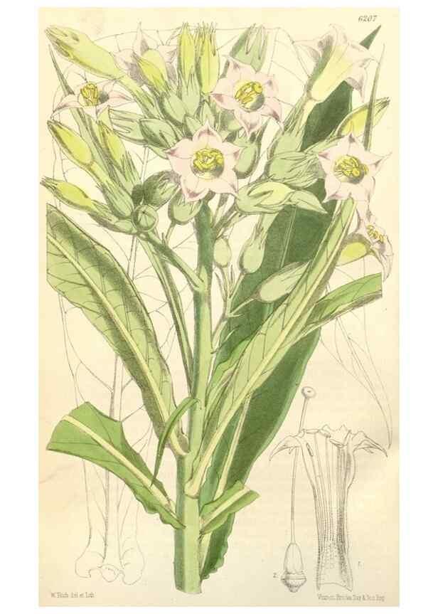 Reproducción/Reproduction 35396222395: Curtis's botanical magazine.. London ; New York [etc.] :Academic Press [etc.]