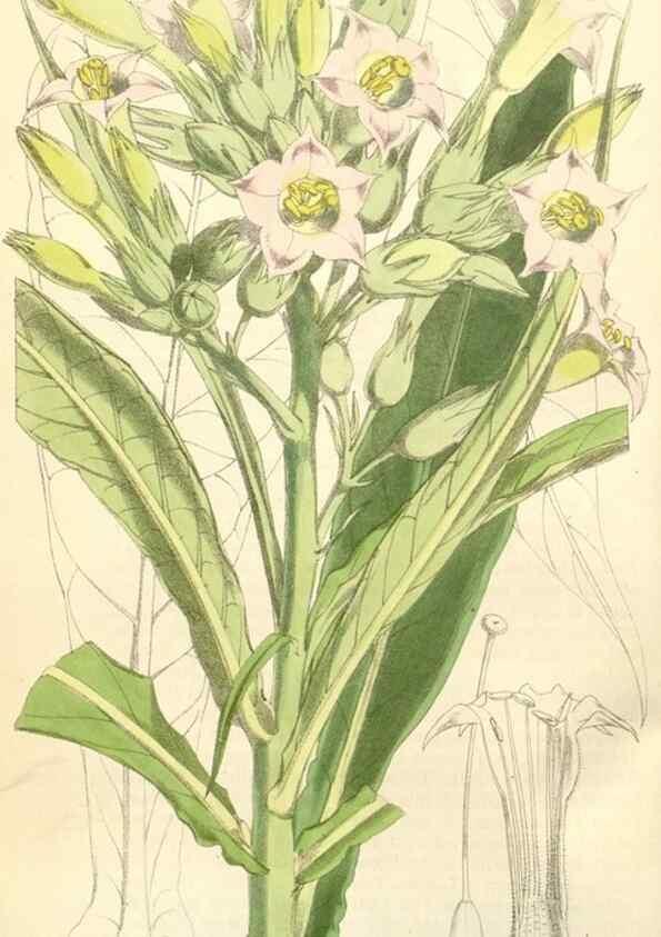Reproducción/Reproduction 35396222395: Curtis's botanical magazine.. London ; New York [etc.] :Academic Press [etc.]