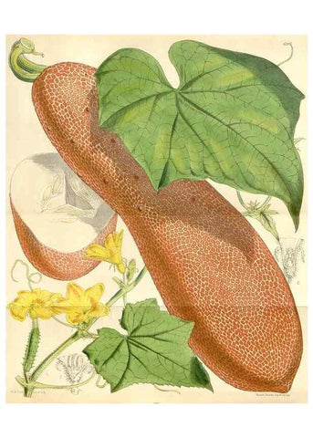 Reproducción/Reproduction 35396221065: Curtis's botanical magazine.. London ; New York [etc.] :Academic Press [etc.]