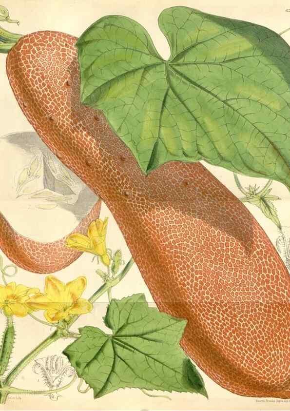 Reproducción/Reproduction 35396221065: Curtis's botanical magazine.. London ; New York [etc.] :Academic Press [etc.]