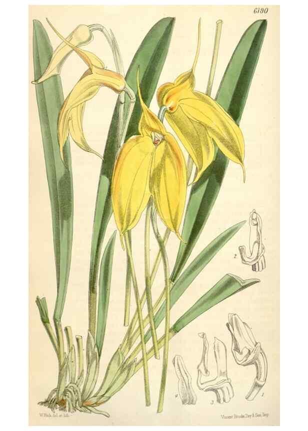 Reproducción/Reproduction 35396068985: Curtis's botanical magazine.. London ; New York [etc.] :Academic Press [etc.]