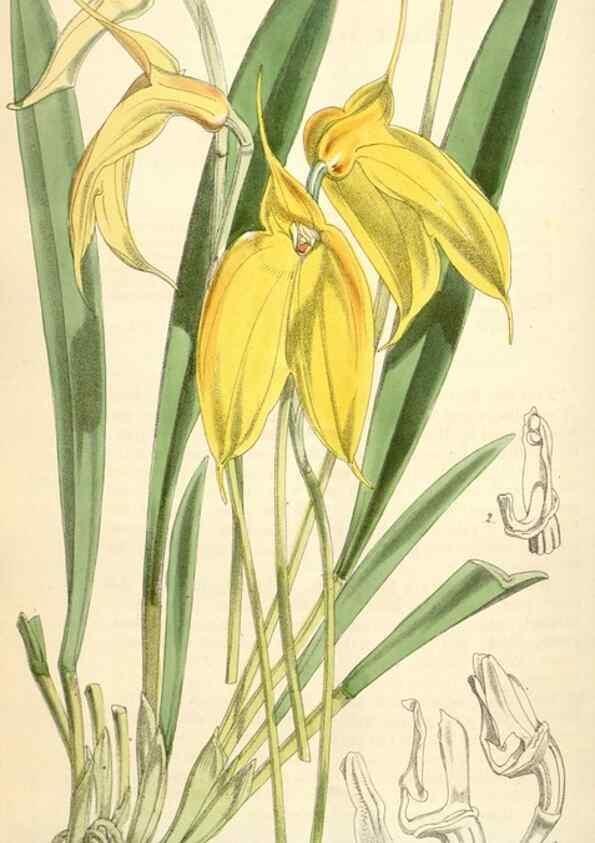 Reproducción/Reproduction 35396068985: Curtis's botanical magazine.. London ; New York [etc.] :Academic Press [etc.]
